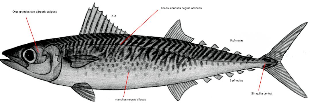 Scomber colias_01.jpg